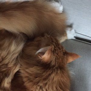 Meet your Posher, Hayley